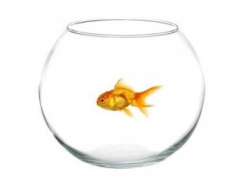 vaso boccia fiori acquario pesci 